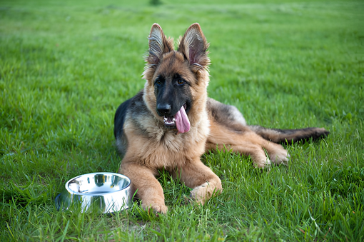 Indulge Your Pet's Taste Buds with Gourmet Food Options