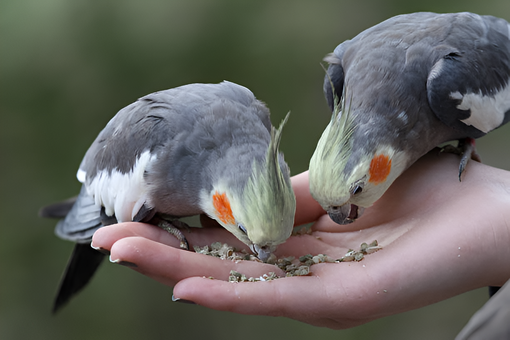 Boost Your Budgie's Vitality with Nature's Best Superfoods